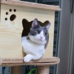 고양이무료분양 먼치킨 무료분양, 고양이무료분양포털 주세요닷컴 No461401