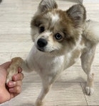 강아지무료분양 폼스키 무료분양, 강아지무료분양포털 주세요닷컴 No461550