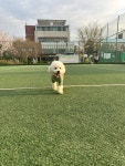 강아지무료분양 비숑프리제 무료분양, 강아지무료분양포털 주세요닷컴 No465169