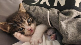 고양이무료분양 주세요닷컴 고양이무료분양 2페이지