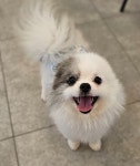 강아지무료분양 포메라니안 무료분양, 강아지무료분양포털 주세요닷컴 No470668