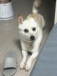 강아지무료분양 주세요닷컴 강아지무료분양 115페이지