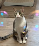 고양이무료분양 한국 고양이 무료분양, 고양이무료분양포털 주세요닷컴 No472085