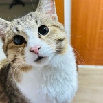 고양이무료분양 한국 고양이 무료분양, 고양이무료분양포털 주세요닷컴 No475085