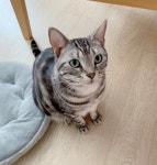 경기도고양이무료분양 아메리칸 숏헤어 무료분양, 고양이무료분양포털 주세요닷컴 No475794