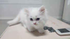 경기도고양이무료분양 먼치킨 무료분양, 고양이무료분양포털 주세요닷컴 No477285