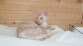 전라남도고양이무료분양 한국 고양이 무료분양, 고양이무료분양포털 주세요닷컴 No477342