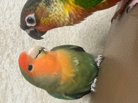 서울시앵무새무료분양 모란앵무새 무료분양, 앵무새무료분양포털 주세요닷컴 No481248