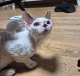 대전시유기묘무료분양 데본렉스 무료분양, 유기묘무료분양포털 주세요닷컴 No481860