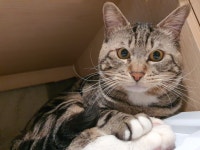 고양이무료분양 주세요닷컴 고양이무료분양 226페이지