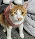 전라남도고양이무료분양 한국 고양이 무료분양, 고양이무료분양포털 주세요닷컴 No483936