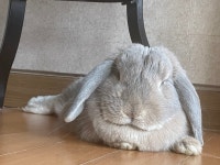 무료분양 롭이어 무료분양, 무료분양포털 주세요닷컴 No484108