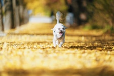 강아지무료분양 비숑프리제 입양,, 강아지무료분양포털 주세요닷컴 No483894