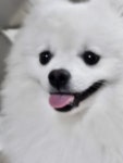 서울 강아지무료분양 포메라니안 무료분양 강아지무료분양포털 주세요닷컴 No484462
