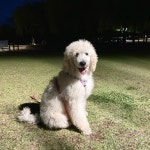 경기도유기견무료분양 스탠다드 푸들 무료분양, 유기견무료분양포털 주세요닷컴 No487428