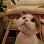 고양이무료분양 주세요닷컴 고양이무료분양 10페이지