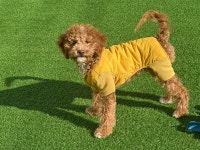 경상북도강아지무료분양 골든두들 무료분양, 강아지무료분양포털 주세요닷컴 No490759