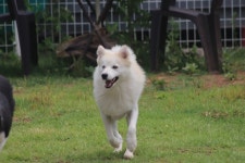 경기도강아지무료분양 폼스키 무료분양, 강아지무료분양포털 주세요닷컴 No491109