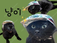 서울시고양이무료분양 한국 고양이 무료분양, 고양이무료분양포털 주세요닷컴 No491235