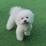 강아지무료분양 비숑프리제 입양,, 강아지무료분양포털 주세요닷컴 No491636