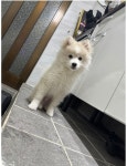 서울시강아지무료분양 폼스키 무료분양, 강아지무료분양포털 주세요닷컴 No492396