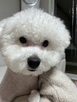 대구시강아지무료분양 비숑프리제 무료분양, 강아지무료분양포털 주세요닷컴 No493800