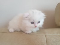 고양이무료분양 주세요닷컴 고양이무료분양 138페이지