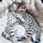 서울시고양이무료분양 뱅갈 무료분양, 고양이무료분양포털 주세요닷컴 No501319