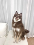 경기도강아지무료분양 폼스키 무료분양, 강아지무료분양포털 주세요닷컴 No502002