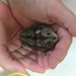 경기도기타 반려동물무료분양 햄스터 무료분양, 기타 반려동물무료분양포털 주세요닷컴 No508084