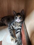 강아지무료분양 고양이무료분양 ZOO세요 주세요닷컴 세상 모든 반려동물 ZOO세요 - 세상 모든 반려동물 🐾