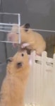 서울무료분양 골든햄스터 무료분양, 무료분양포털 주세요닷컴 No510302