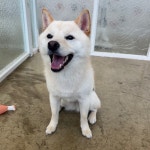 대구시강아지무료분양 시바견 무료분양, 강아지무료분양포털 주세요닷컴 No511208