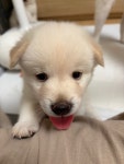 서울시강아지무료분양 시바견 무료분양, 강아지무료분양포털 주세요닷컴 No511769