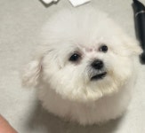 대구시강아지무료분양 비숑프리제 무료분양, 강아지무료분양포털 주세요닷컴 No513363