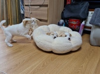 강아지무료분양 주세요닷컴 강아지무료분양 8페이지