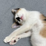 서울고양이무료분양 한국 고양이 무료분양, 고양이무료분양포털 주세요닷컴 No513988