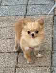 경기도강아지무료분양 치와와 무료분양, 강아지무료분양포털 주세요닷컴 No516363