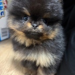 대전강아지무료분양 포메라니안 무료분양, 강아지무료분양포털 주세요닷컴 No519356