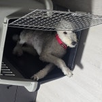 경기도강아지무료분양 스탠다드 푸들 무료분양, 강아지무료분양포털 주세요닷컴 No521775