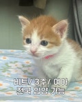 강아지무료분양 고양이무료분양 ZOO세요 주세요닷컴 세상 모든 반려동물 ZOO세요 - 세상 모든 반려동물 🐾