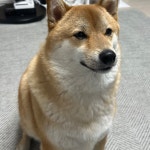 서울 강아지무료분양 시바견 무료분양 강아지무료분양포털 주세요닷컴 No531243