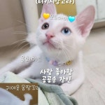 강아지무료분양 고양이무료분양 ZOO세요 주세요닷컴 세상 모든 반려동물 ZOO세요 - 세상 모든 반려동물 🐾