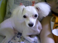 국내최대 반려동물무료분양 포털, 반려동물 분양, 애견, 고양이, 고슴도치, 햄스터, 토끼, 티컵강아지 무료분양 정보제공. 주세요닷컴