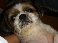 국내최대 반려동물무료분양 포털, 반려동물 분양, 애견, 고양이, 고슴도치, 햄스터, 토끼, 유기견, 티컵강아지 무료분양 정보제공. 주세요닷컴