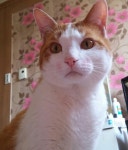 국내최대 반려동물무료분양 포털, 반려동물 분양, 애견, 고양이, 고슴도치, 햄스터, 토끼, 티컵강아지 무료분양 정보제공. 주세요닷컴