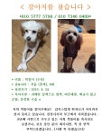 국내최대 반려동물무료분양 포털, 반려동물 분양, 애견, 고양이, 고슴도치, 햄스터, 토끼, 티컵강아지 무료분양 정보제공. 주세요닷컴
