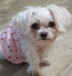 국내최대 반려동물무료분양 포털, 반려동물 분양, 애견, 고양이, 고슴도치, 햄스터, 토끼, 유기견, 티컵강아지 무료분양 정보제공. 주세요닷컴