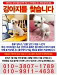 국내최대 반려동물무료분양 포털, 반려동물 분양, 애견, 고양이, 고슴도치, 햄스터, 토끼, 티컵강아지 무료분양 정보제공. 주세요닷컴
