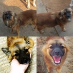 국내최대 반려동물무료분양 포털, 반려동물 분양, 애견, 고양이, 고슴도치, 햄스터, 토끼, 티컵강아지 무료분양 정보제공. 주세요닷컴